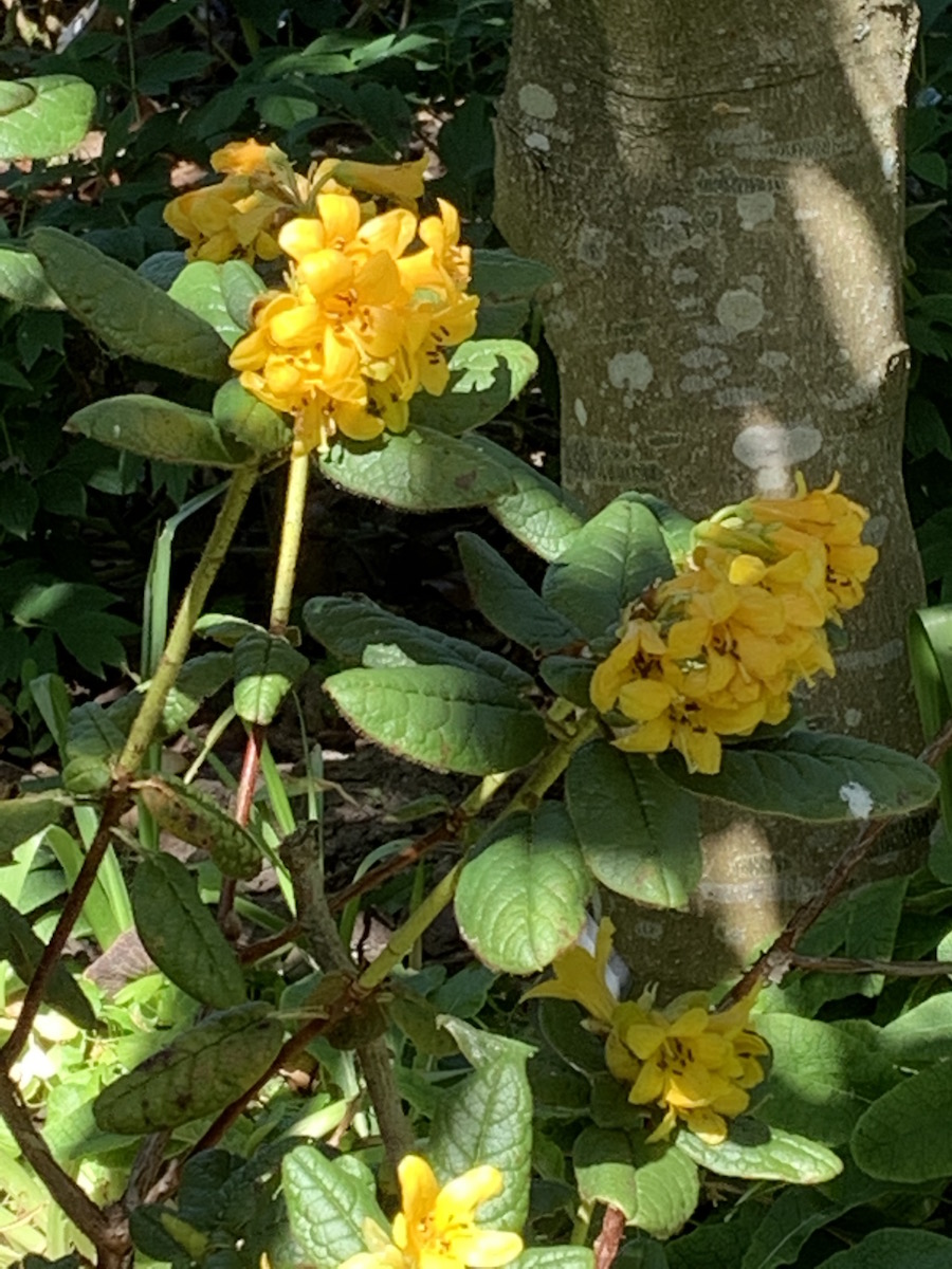 R. valentinioides